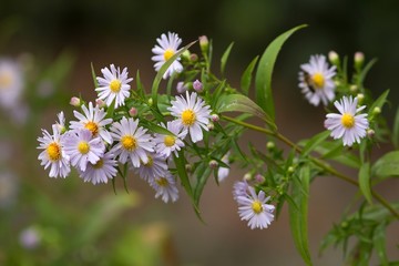 Neubelgische Aster / New Belgian Aster