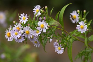 Fototapeta premium Neubelgische Aster / New Belgian Aster
