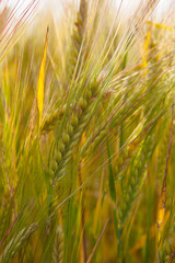 Ears of wheat field