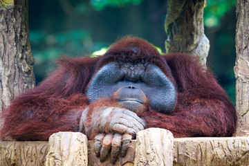 Closed up and funny picture of monkey or origutan in nature © duydophotography