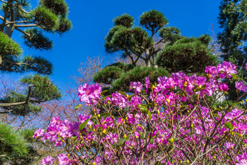 Rhododendron in voller blüte mit blauem Himmel und Strauch-Waldkiefer im Hintergrund