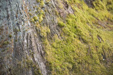 green moss on the tree