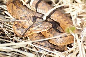 Kreuzotter beim Sonnenbad