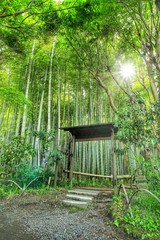 寺の竹林