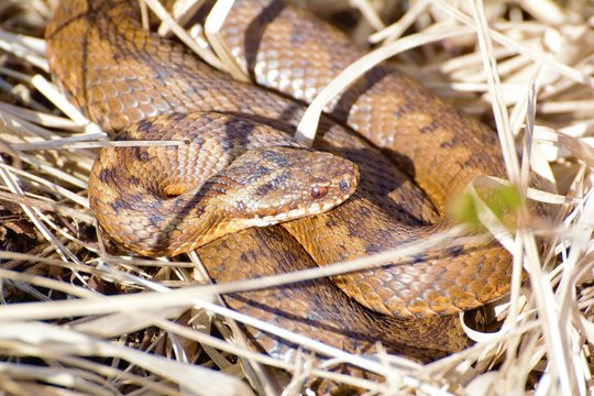 Kreuzotter nimmt Sonnenbad
