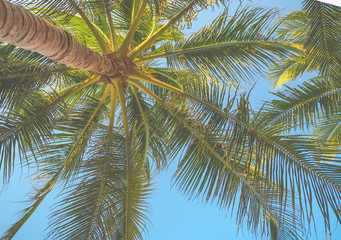 Top of coconut tree on blue sky