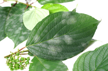 Powdery Mildew of on a leaf Dogwood