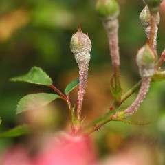 Powdery Mildew of on a rosebud