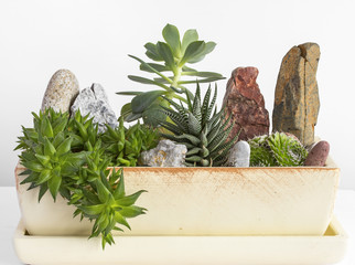 room flowers in a pot