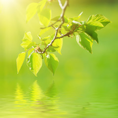 Sunny young green spring  leaves, natural eco background with water reflection
