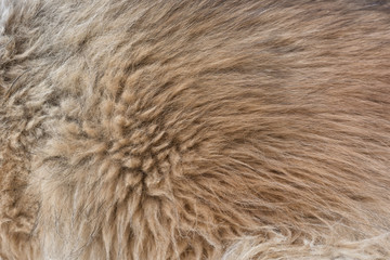 Dog fur texture