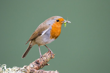 Robin (Erithacus rubecula) perched on a branch holding food for