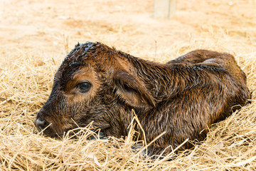 Brown newborn calf lying on staw