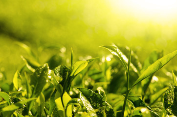 tea leaves in the morning