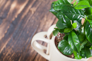 Coffee plant seedlings in a mug