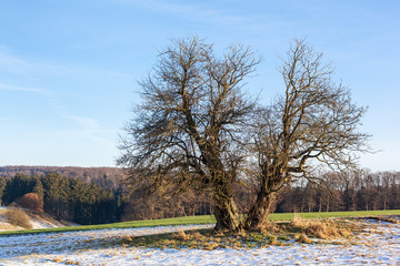 Fototapeta na wymiar einzeln stehender Baum Harzlandschaft