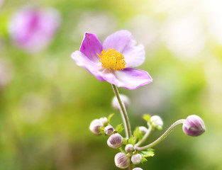 Wild anemone hupehensis