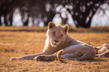 Fototapeta premium LION'pride, South Africa 