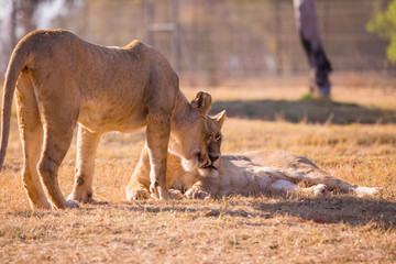 LION'pride, South Africa
