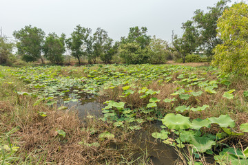 Scenic of swamps in the park