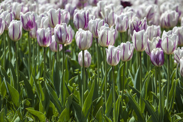 Fresh White Violet Tulips in a Spring Garden
