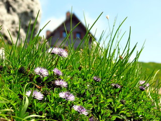 Alpine flowers with hut in background