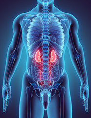 3D illustration of Urinary System.