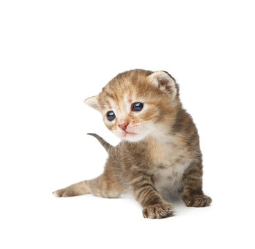 Cute grey striped kitten isolated