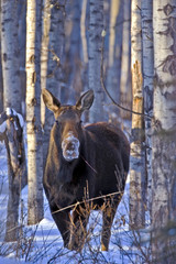 Moose in winter forest browsing 