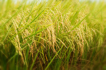 rice field ready for harvest
