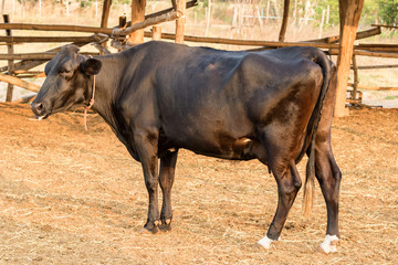 Black and white cow on local farm in Thailand