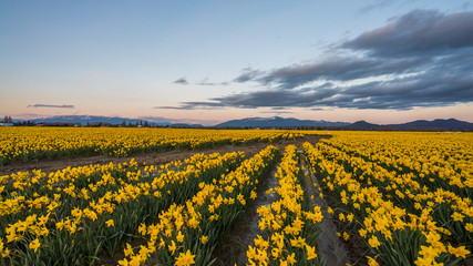 Evening sky. Sunset over the yellow field. Field of beautiful yellow daffodils. Blooming narcissus in spring.