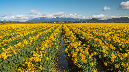 Field of beautiful yellow daffodils. Blooming narcissus in spring.