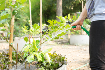Fototapeta premium watering lime tree