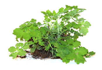young bush celandine, with a piece of land and roots fresh leave