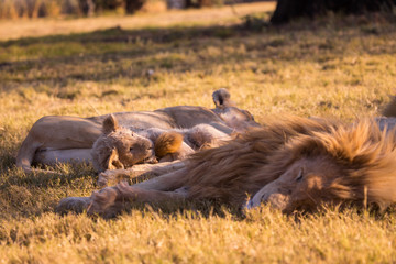 LION'pride, South Africa
