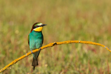 Small bird perched nice plumage