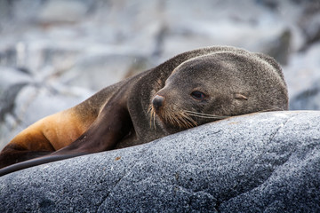 Fototapeta premium Cute sea lion relaxing on a rock in Antarctica