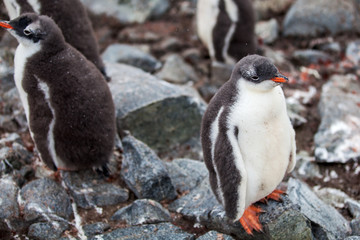 Naklejka premium Cute Gentoo penguin chick on a rock in Antarctica
