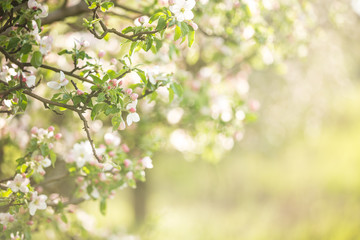 spring garden apple