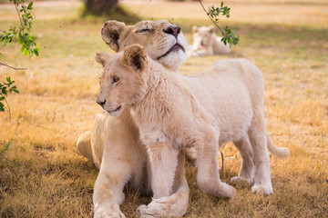 LION'pride, South Africa

