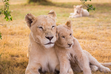 LION'pride, South Africa
