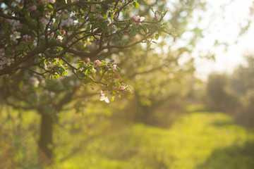 spring garden apple