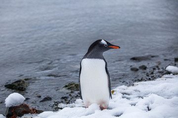 Gentoo penguin near the ocean water in Antarctica