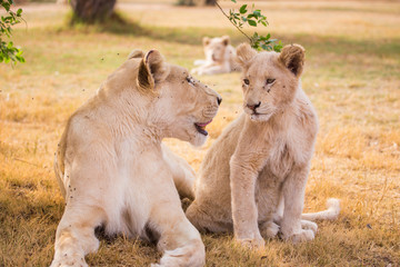 LION'pride, South Africa
