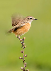 Beautiful wild bird perched on a branch