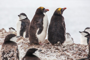 Macaroni penguins with Chinstrap penguin walking on the coast
