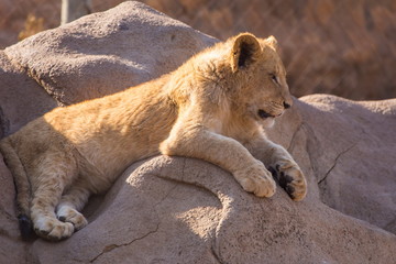 lion cub, South Africa
