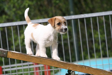 Jack Russell übt auf Wippe