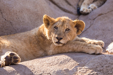 lion cub, South Africa
